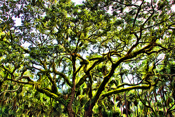 Luscious Loop Canopy by Alice Gipson Luscious Loop Canopy by Alice Gipson